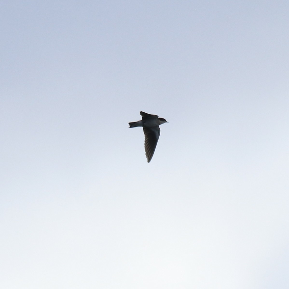 Wire-tailed Swallow - ML627759772