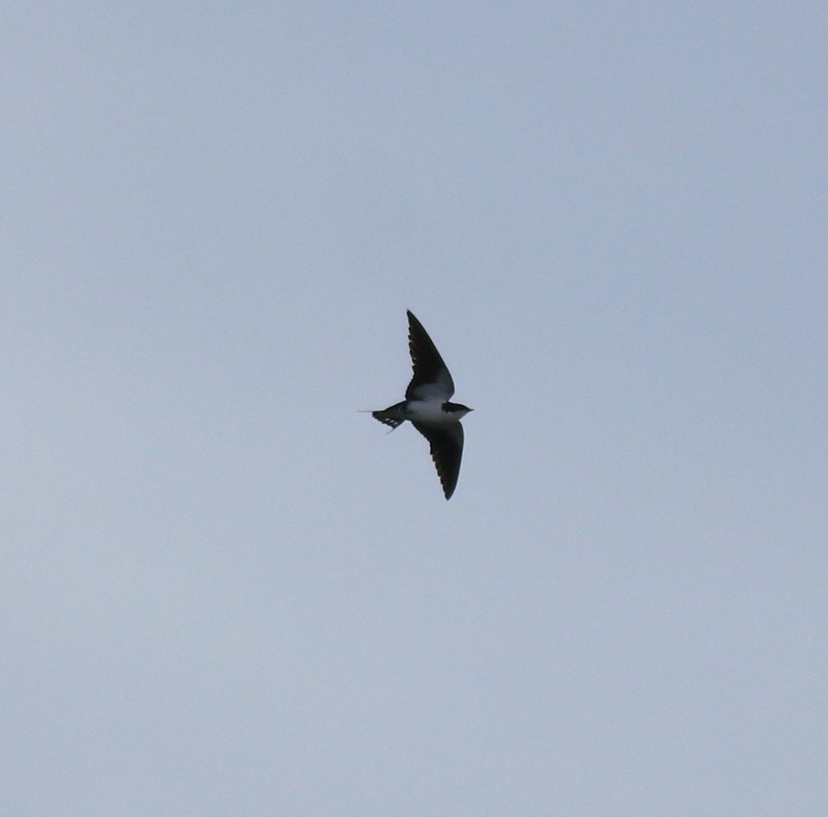 Wire-tailed Swallow - ML627759774