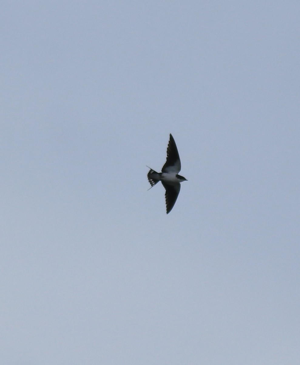 Wire-tailed Swallow - ML627759775