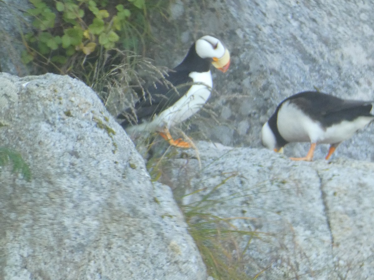 Horned Puffin - ML627759798