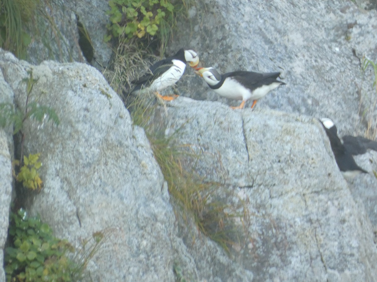 Horned Puffin - ML627759804