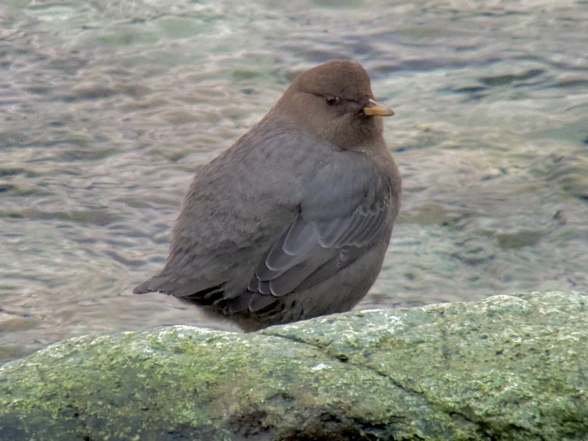 American Dipper - ML627759840