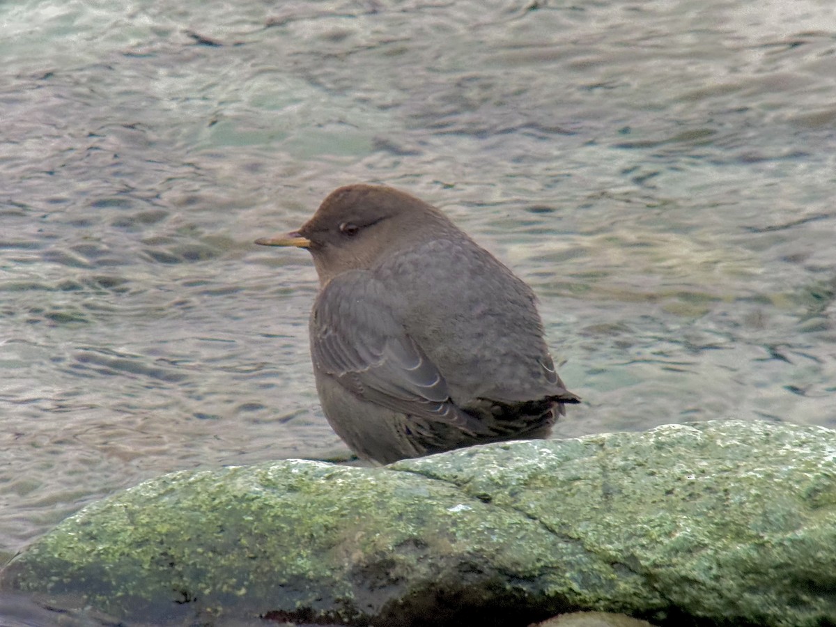 American Dipper - ML627759841