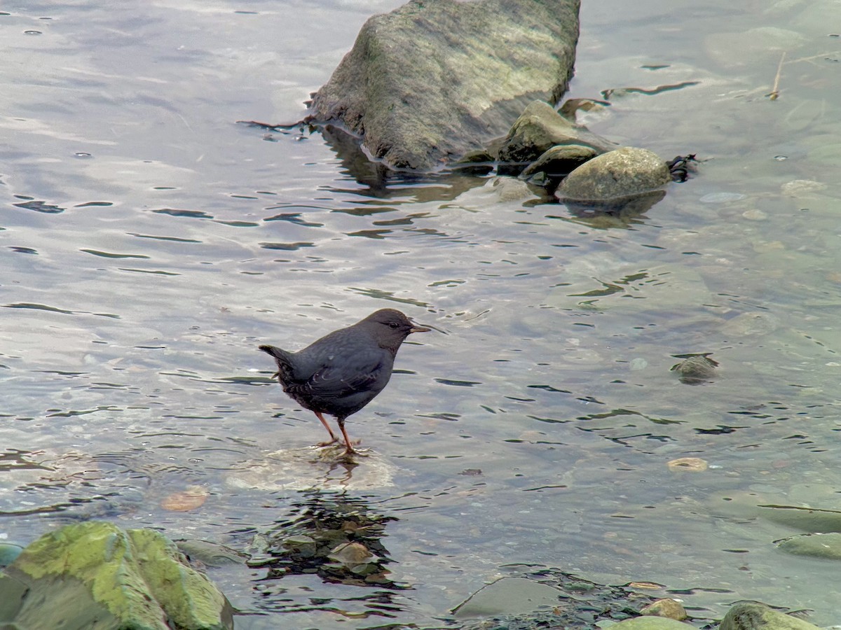 American Dipper - ML627759847