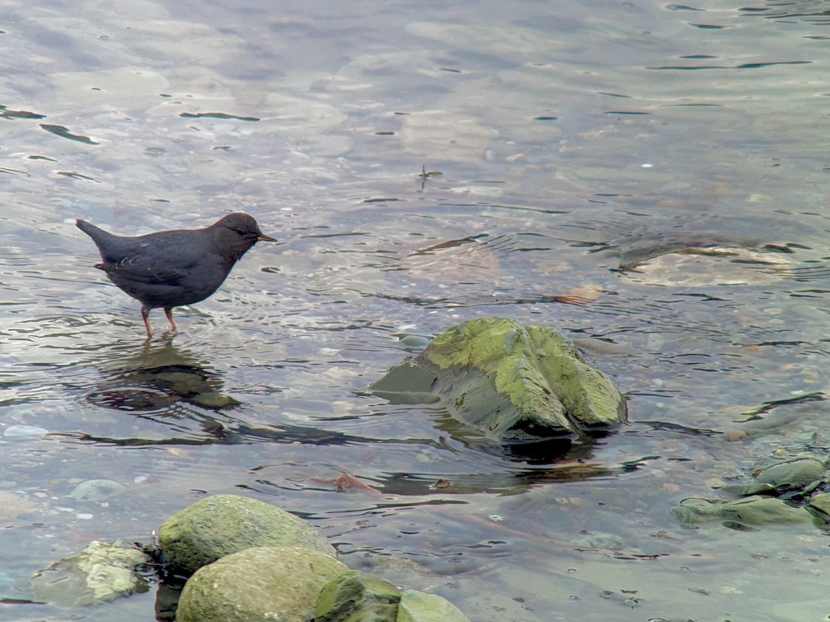 American Dipper - ML627759848