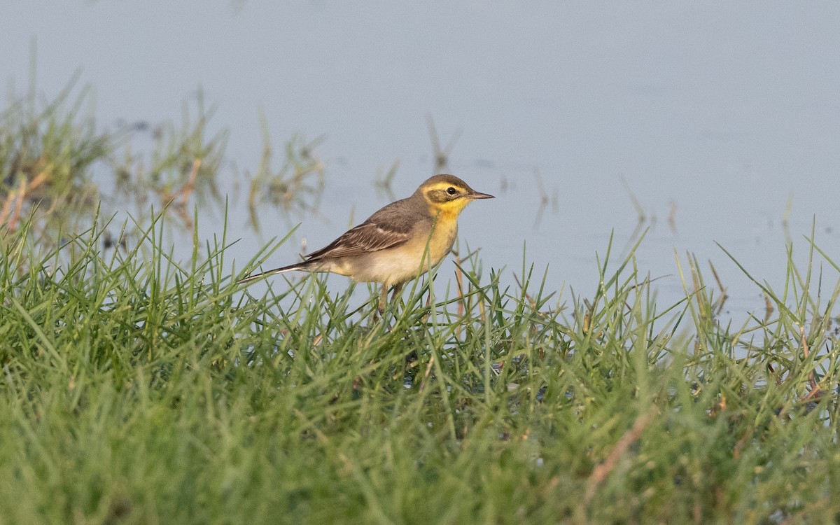 Citrine Wagtail - ML627759945