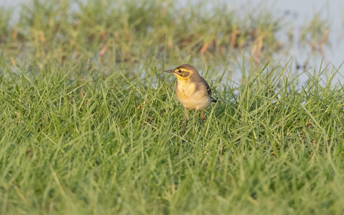 Citrine Wagtail - ML627759946