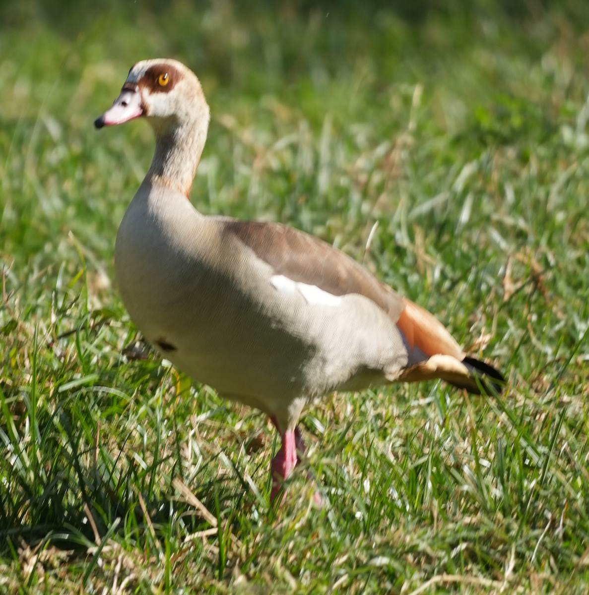 Nilgans - ML627759980
