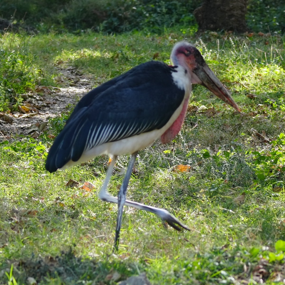 Marabou Stork - ML627759984