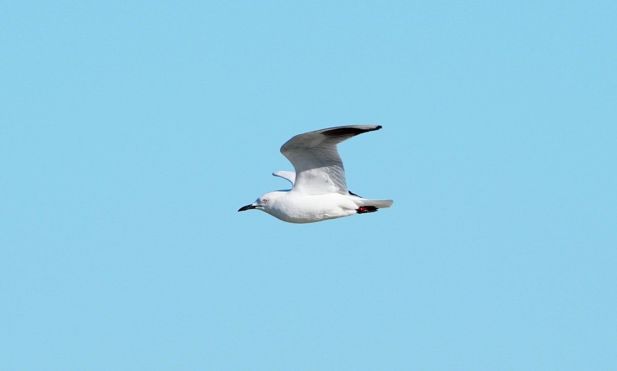 Black-billed Gull - ML627759993