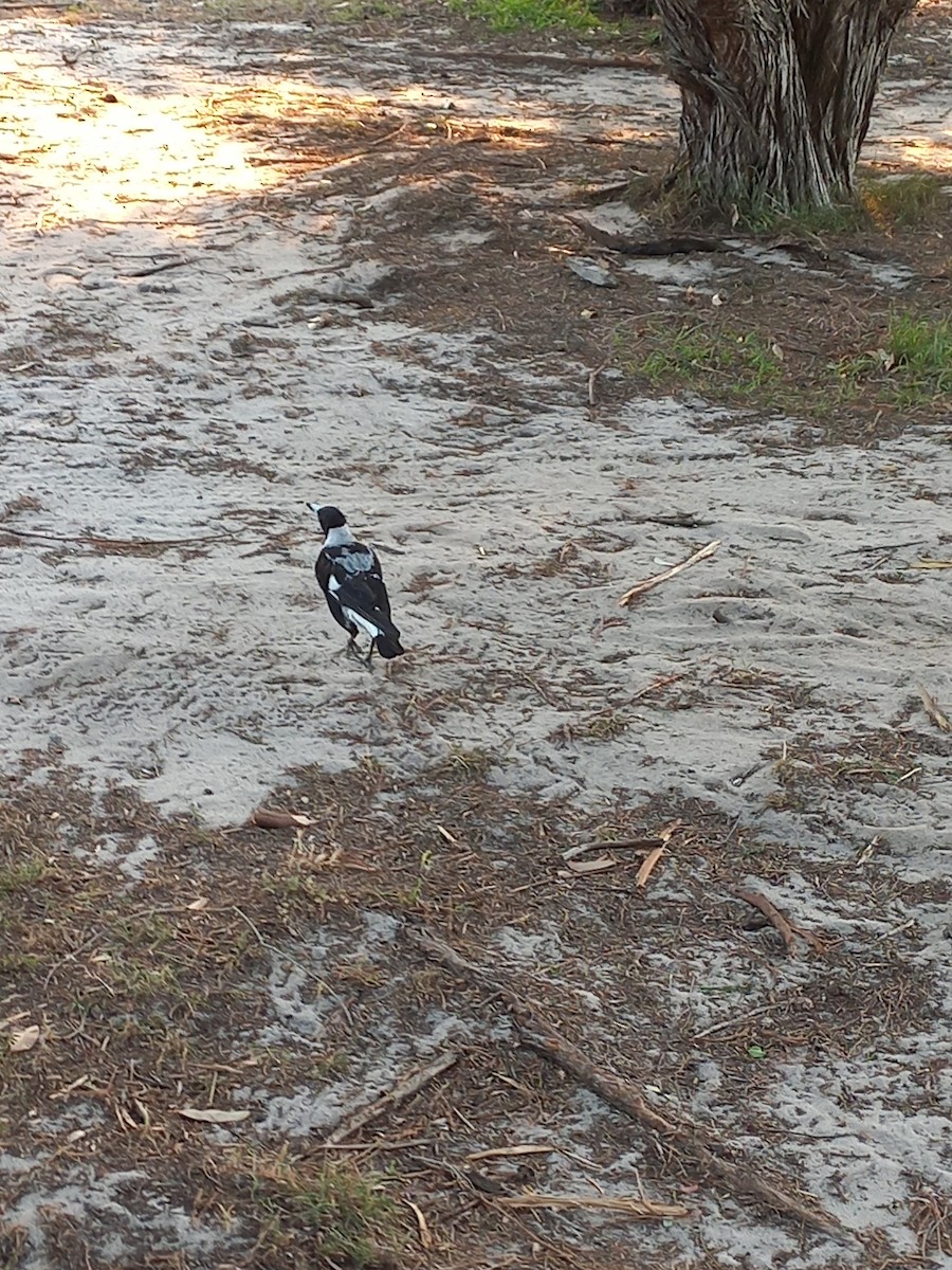 Australian Magpie (Black-backed x White-backed) - ML627760026