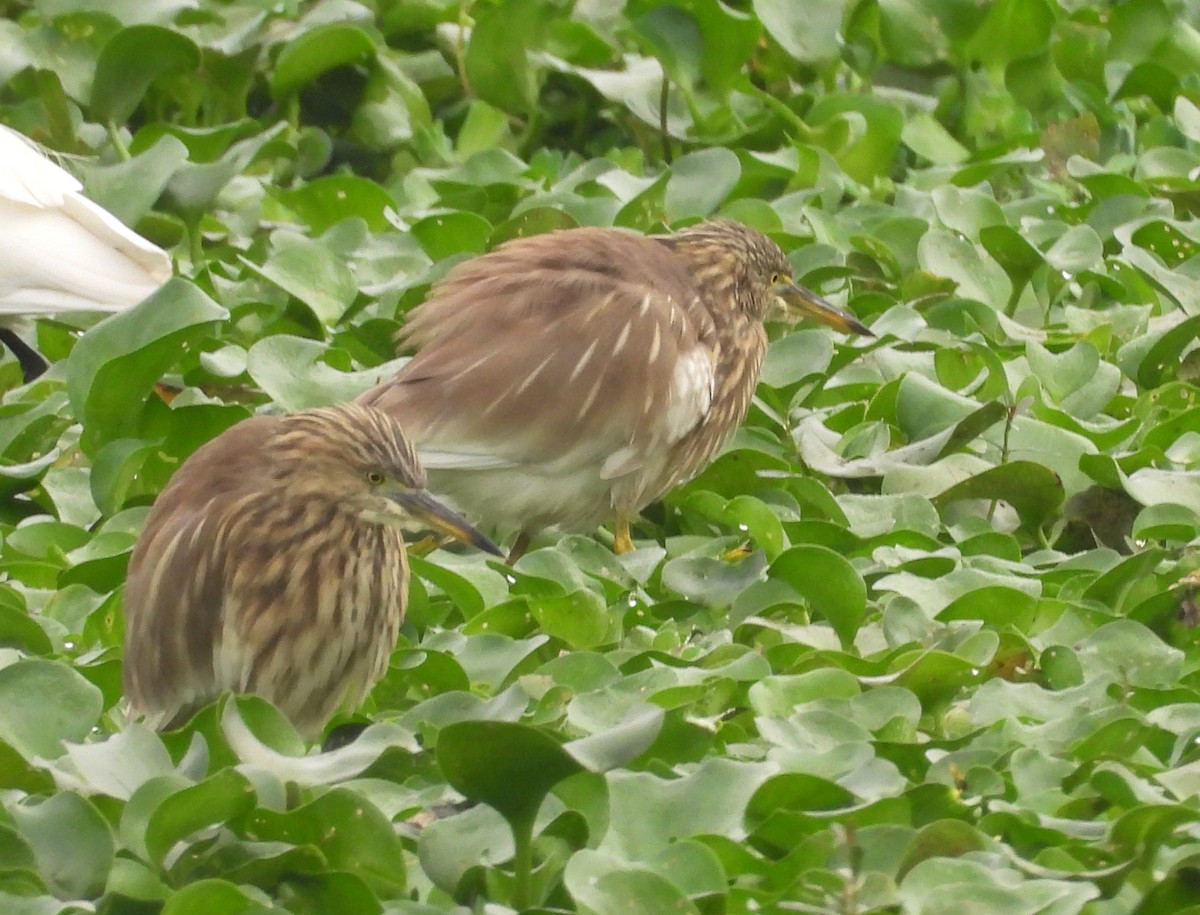 mangrovehegre - ML627760032