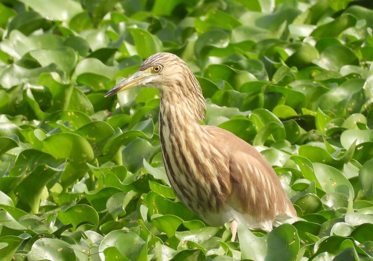 mangrovehegre - ML627760034