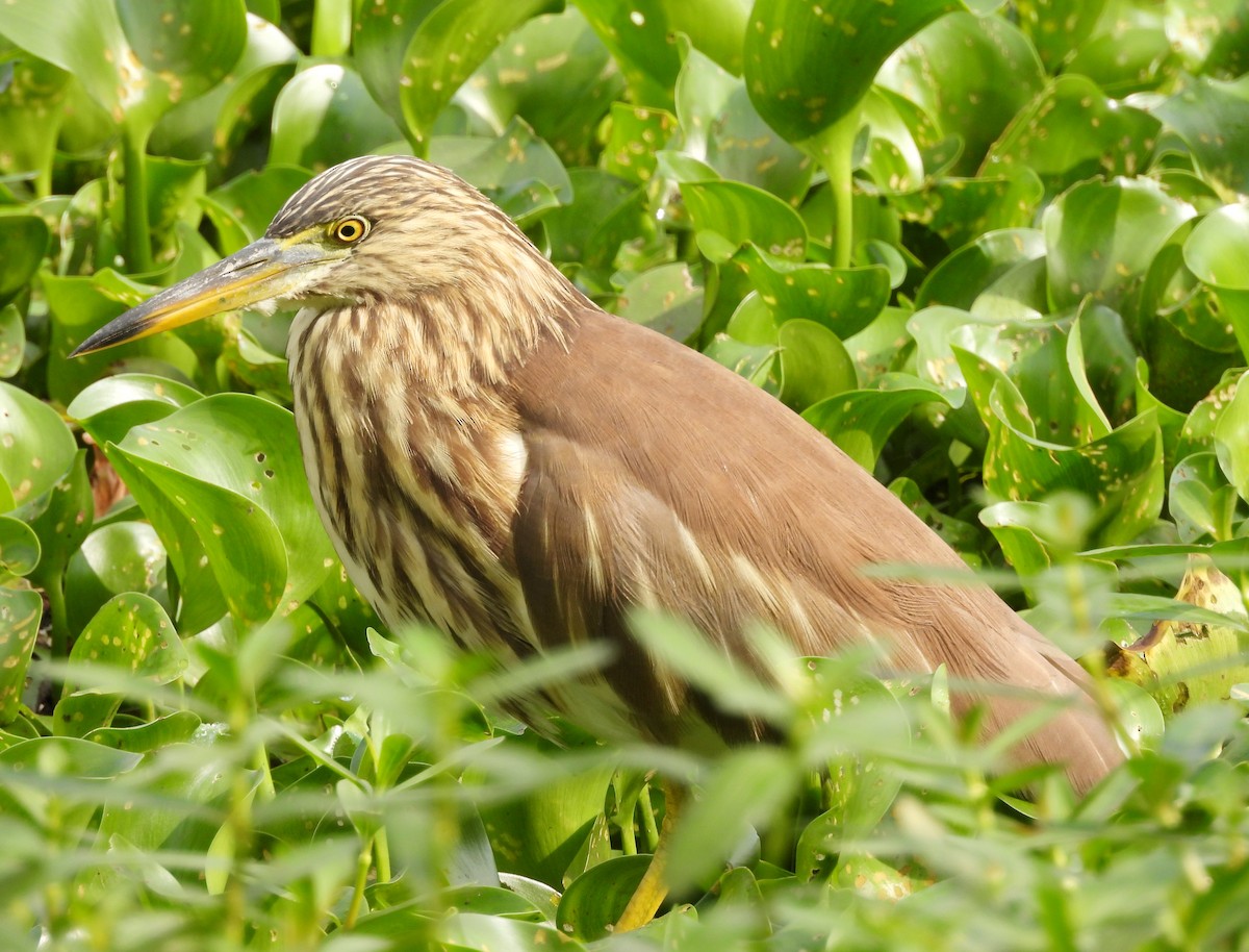 mangrovehegre - ML627760035