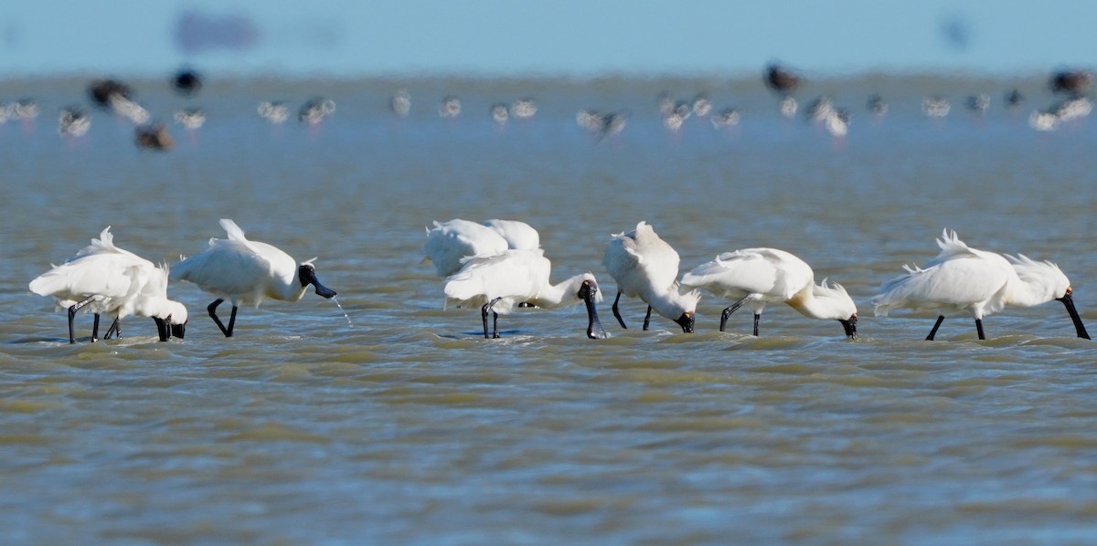 Royal Spoonbill - ML627760057