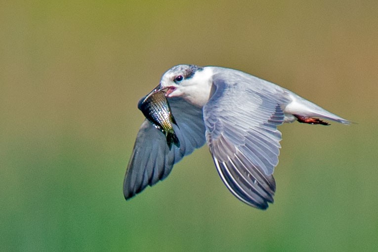 Whiskered Tern - ML627760140