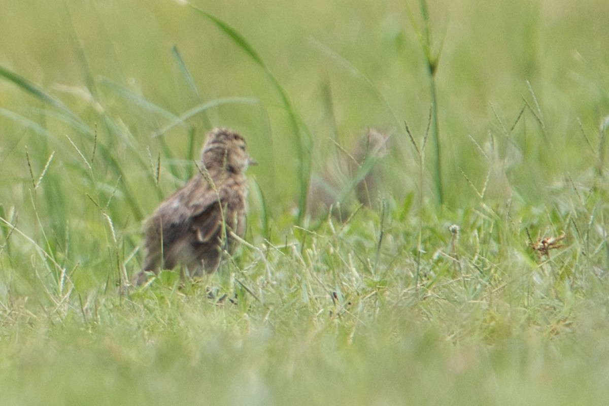 Australian Pipit - ML627760217