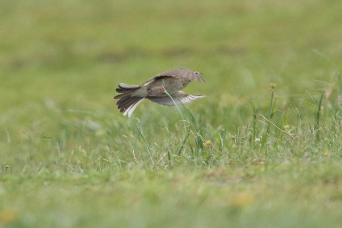 Australian Pipit - ML627760218