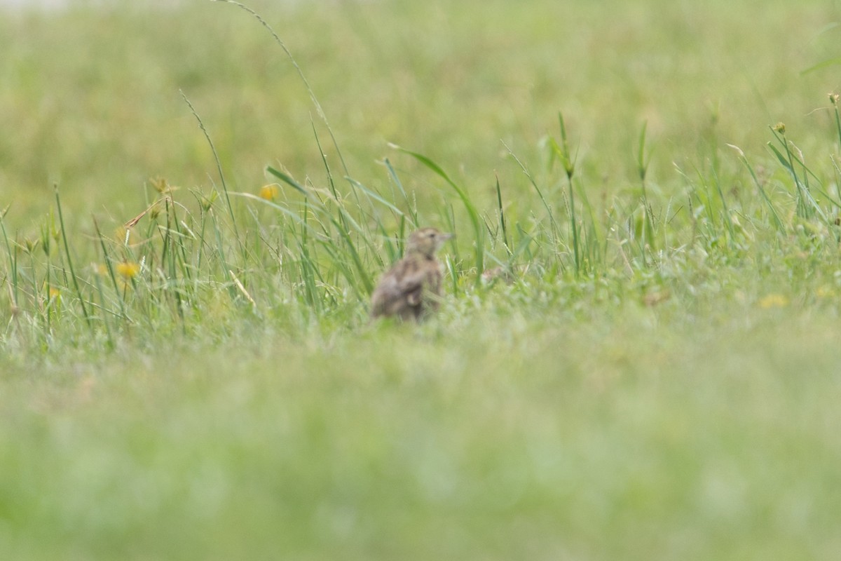 Australian Pipit - ML627760219