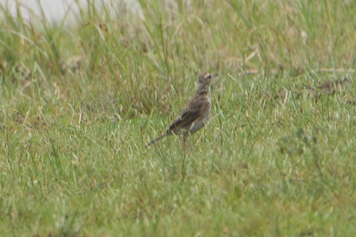 Australian Pipit - ML627760220