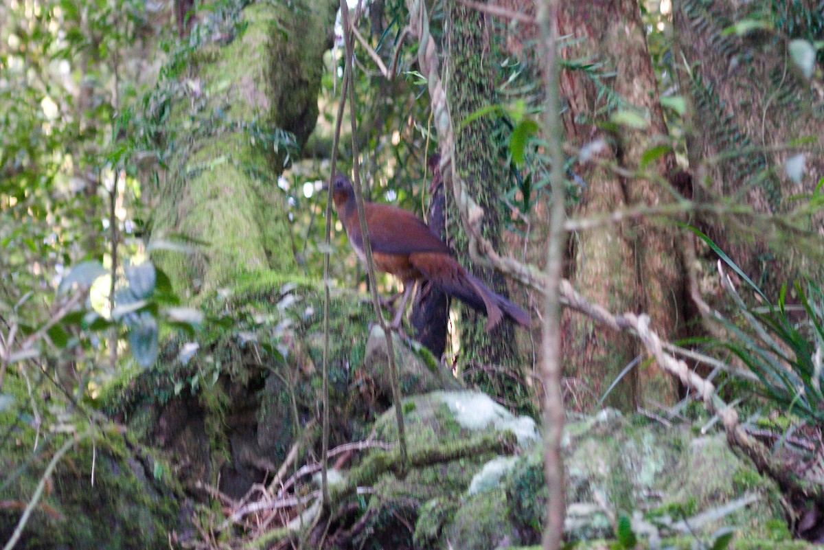 Albert's Lyrebird - ML627760307