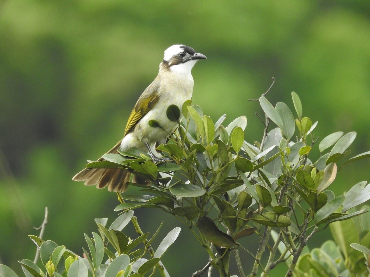 Light-vented Bulbul - ML627760370