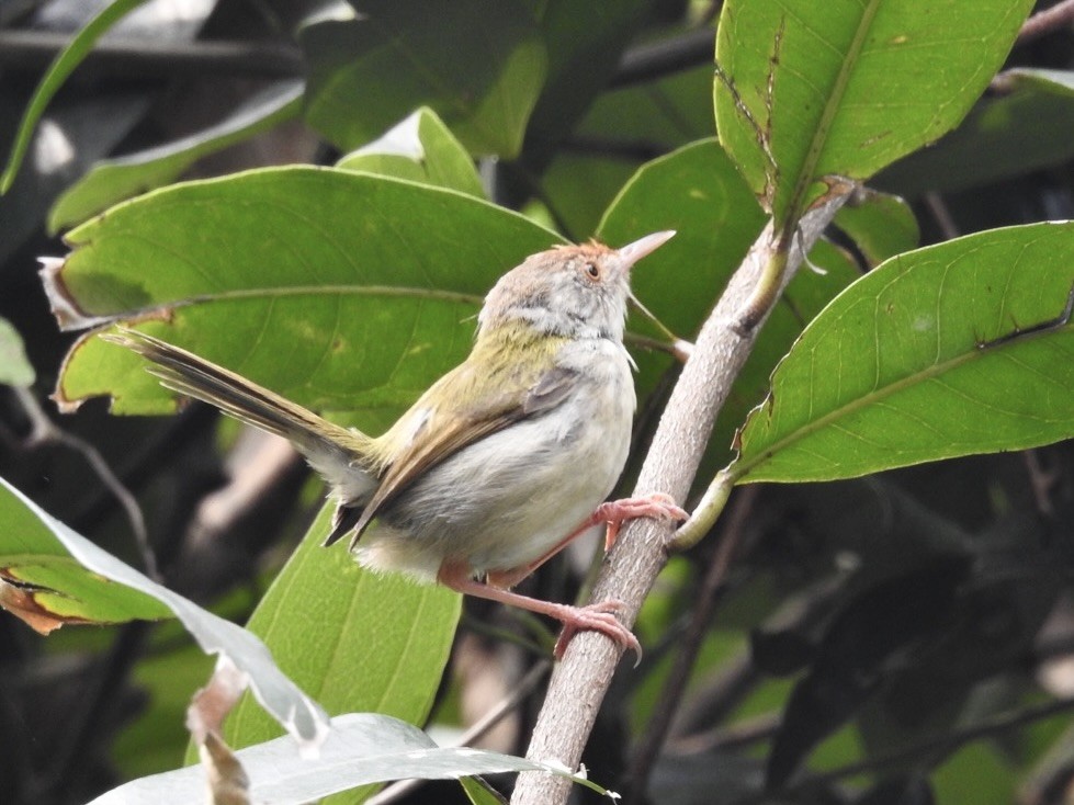 Common Tailorbird - ML627760381