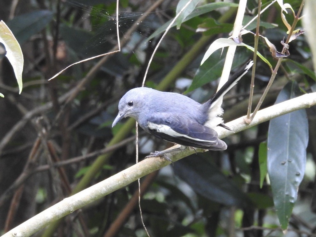Oriental Magpie-Robin - ML627760389
