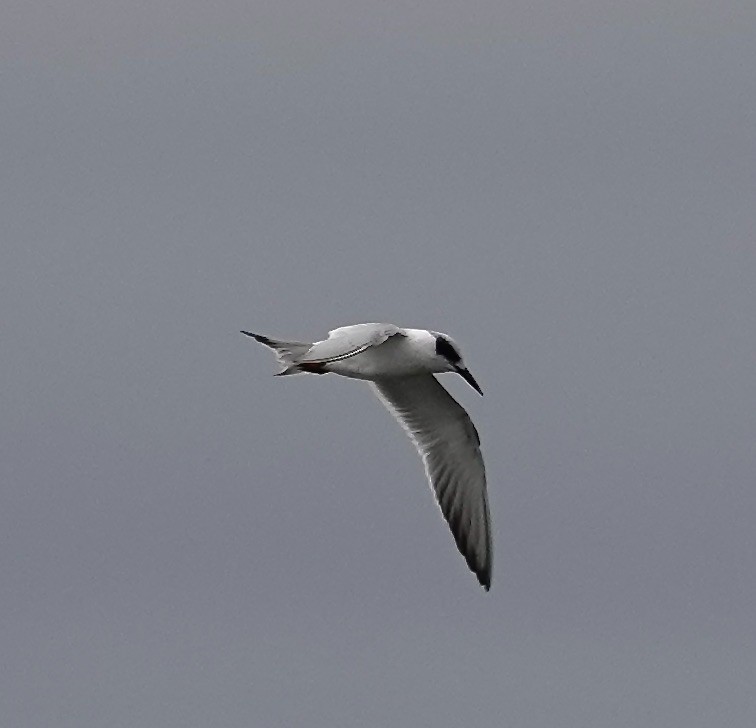 Forster's Tern - ML627760390