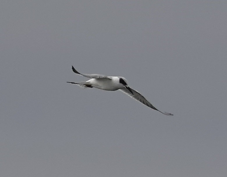 Forster's Tern - ML627760391