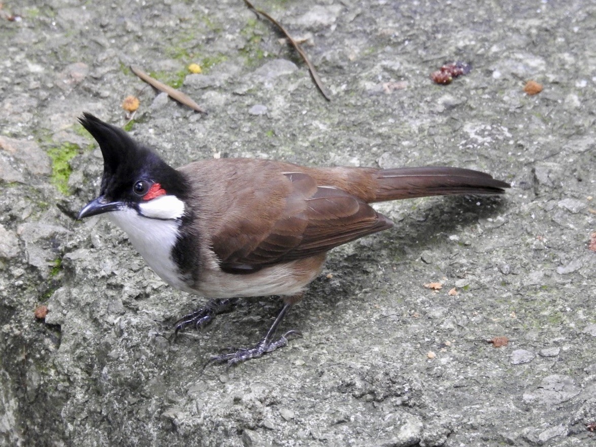 bulbul červenouchý - ML627760435