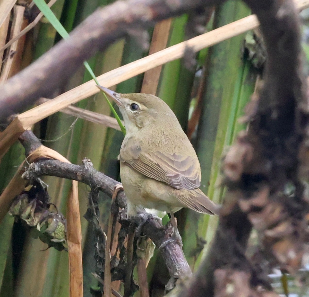 Blyth's Reed Warbler - ML627760453