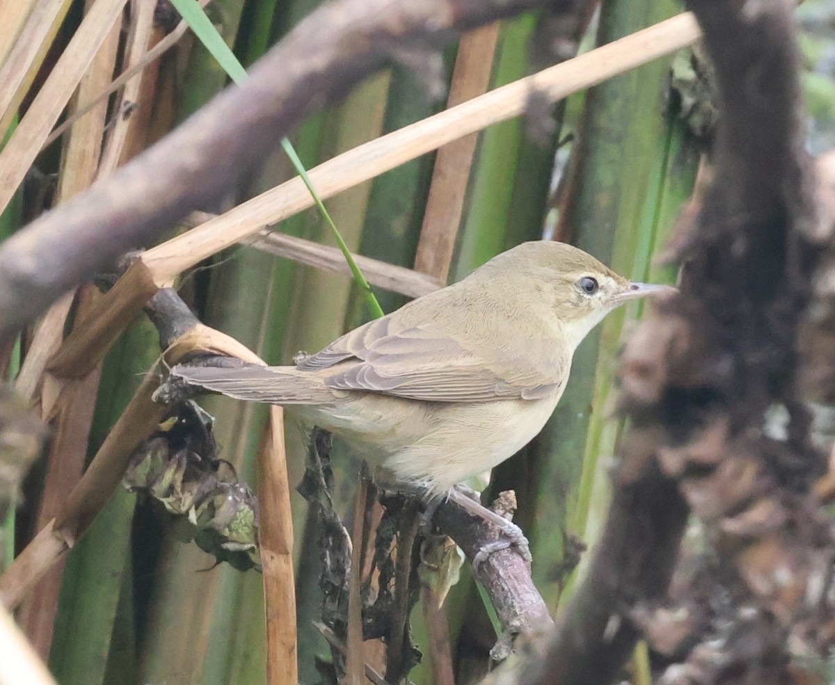Blyth's Reed Warbler - ML627760454