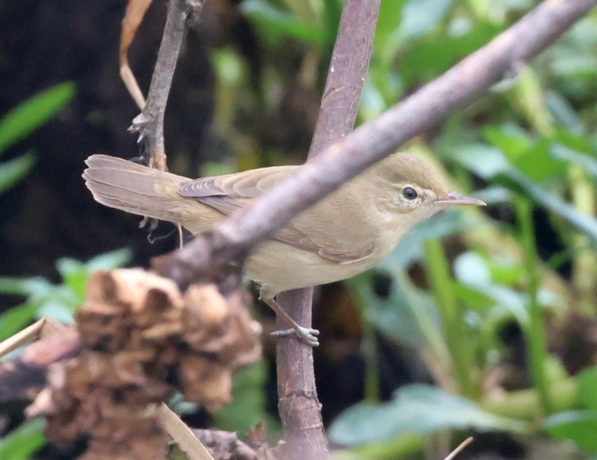 Blyth's Reed Warbler - ML627760455