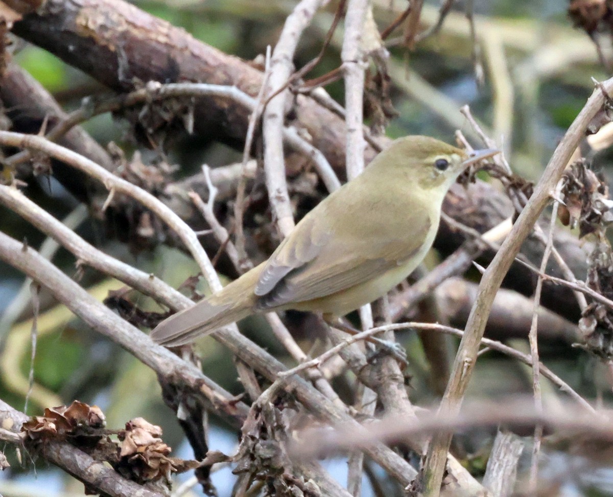 Blyth's Reed Warbler - ML627760457