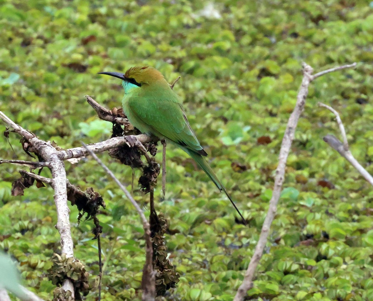 Asian Green Bee-eater - ML627760459