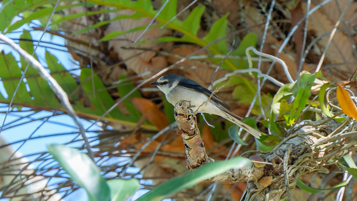 Brown-rumped Minivet - ML627760597