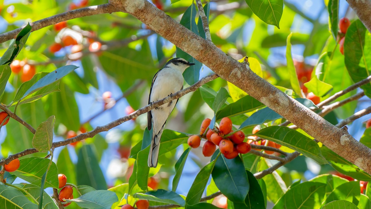 Brown-rumped Minivet - ML627760598