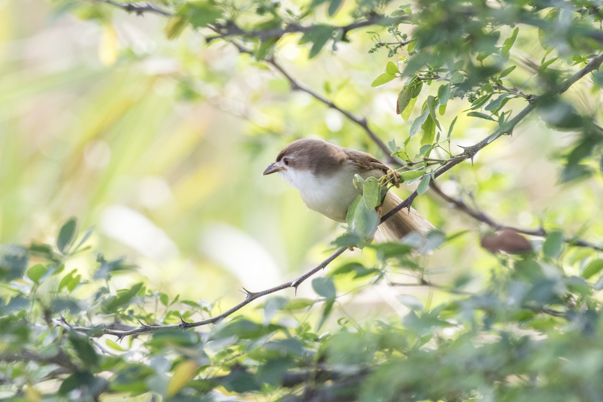 Yellow-eyed Babbler - ML627760666