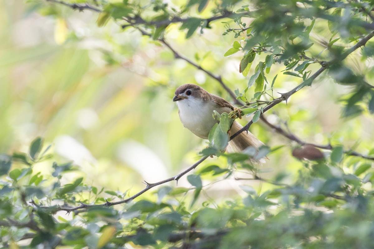 Yellow-eyed Babbler - ML627760667