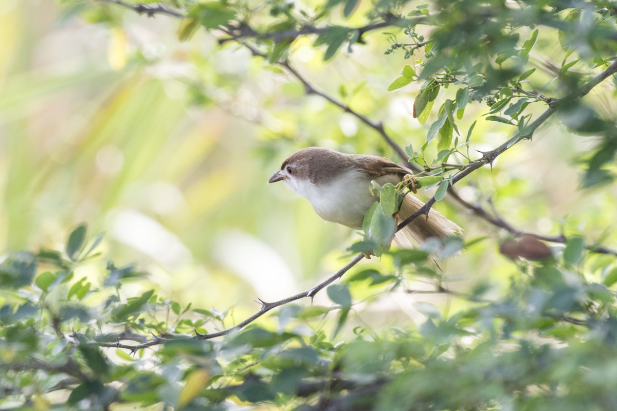 Yellow-eyed Babbler - ML627760668