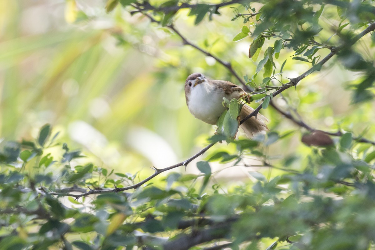 Yellow-eyed Babbler - ML627760670