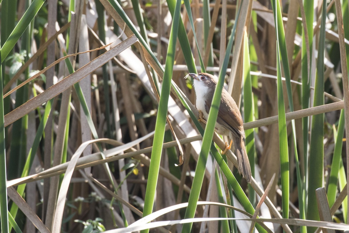 Yellow-eyed Babbler - ML627760672