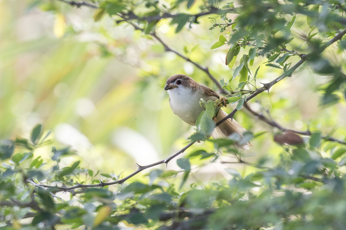 Yellow-eyed Babbler - ML627760673