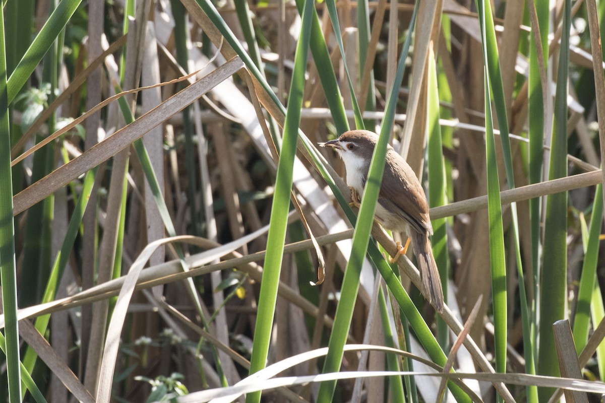 Yellow-eyed Babbler - ML627760674