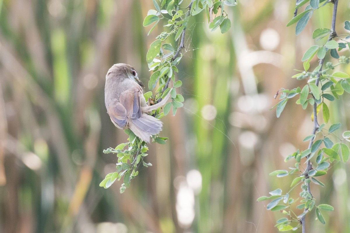 Yellow-eyed Babbler - ML627760675