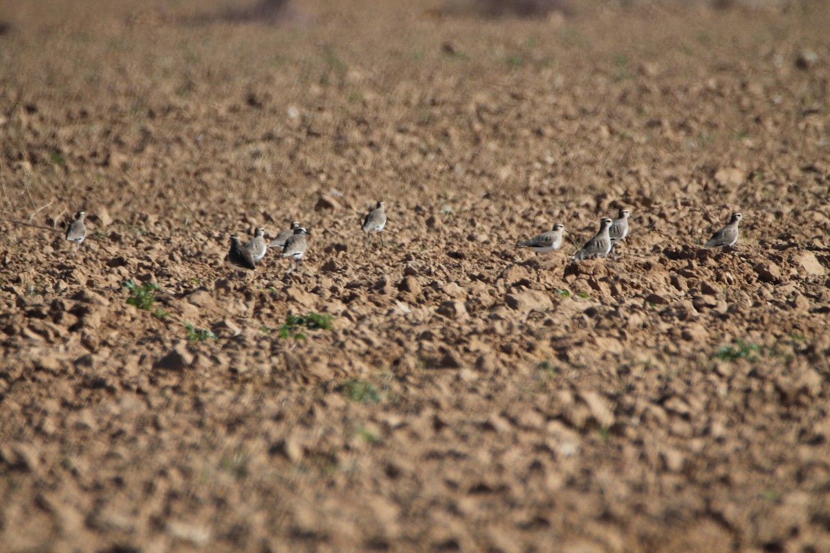 Sociable Lapwing - ML627760684