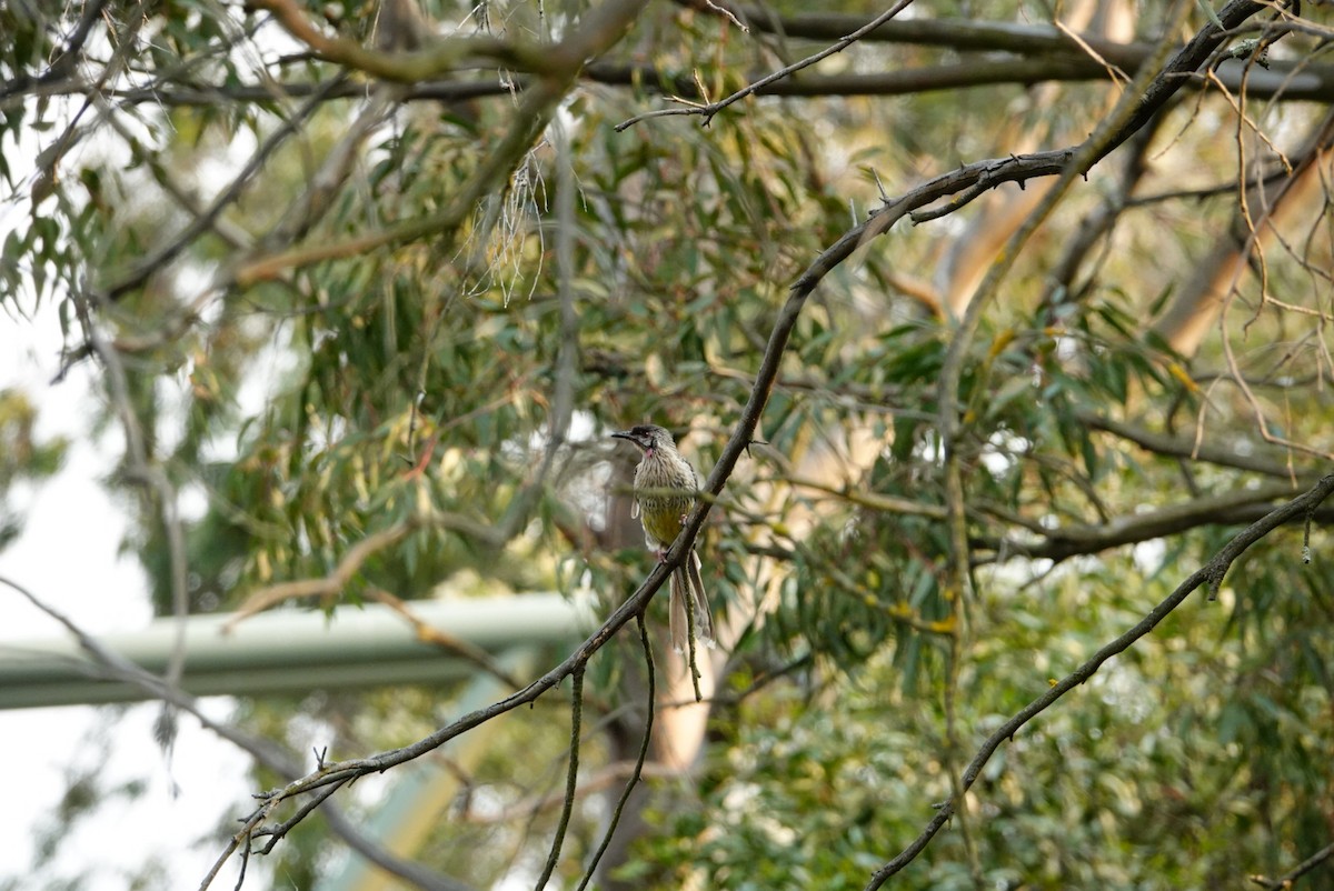 Red Wattlebird - ML627760755