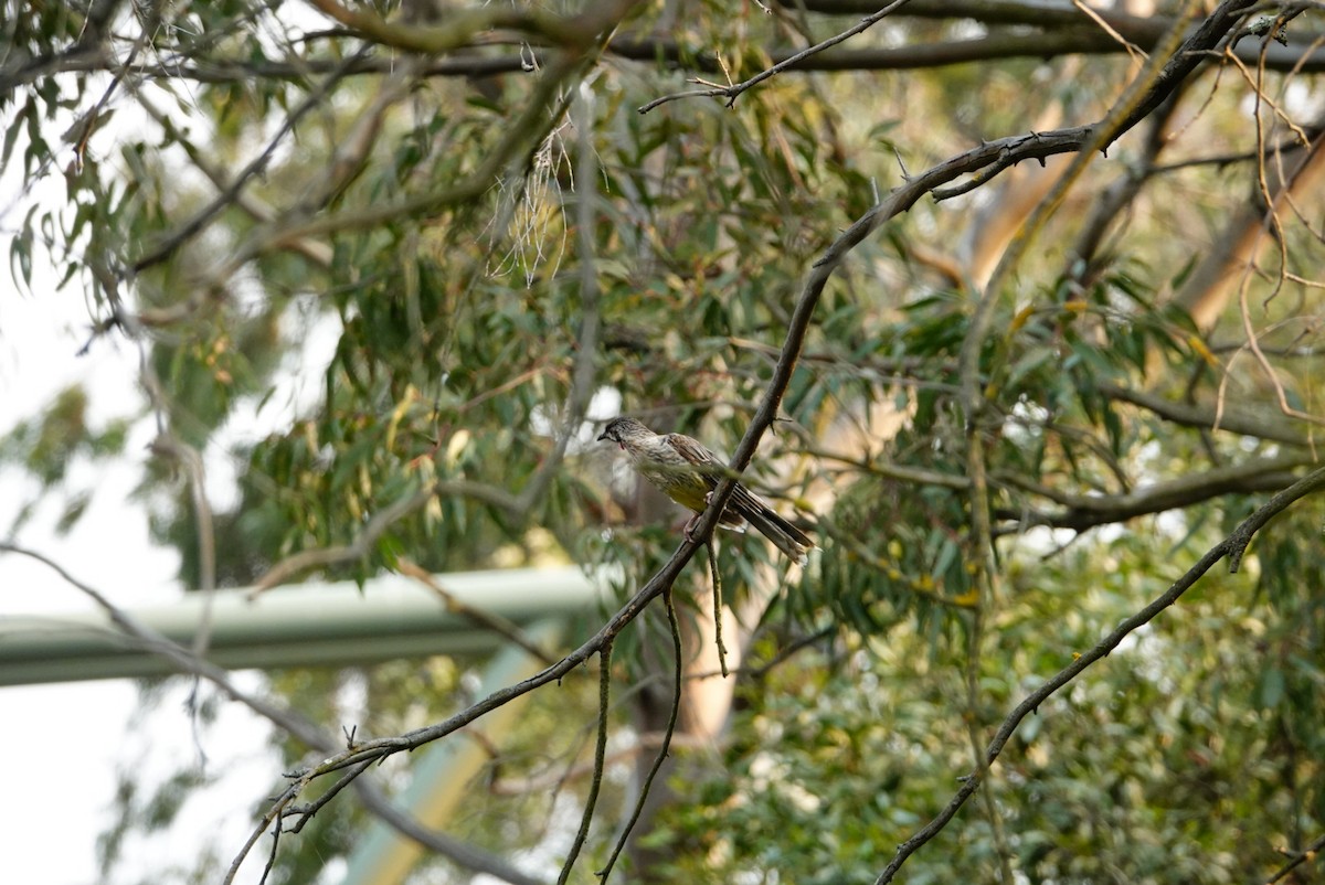Red Wattlebird - ML627760756