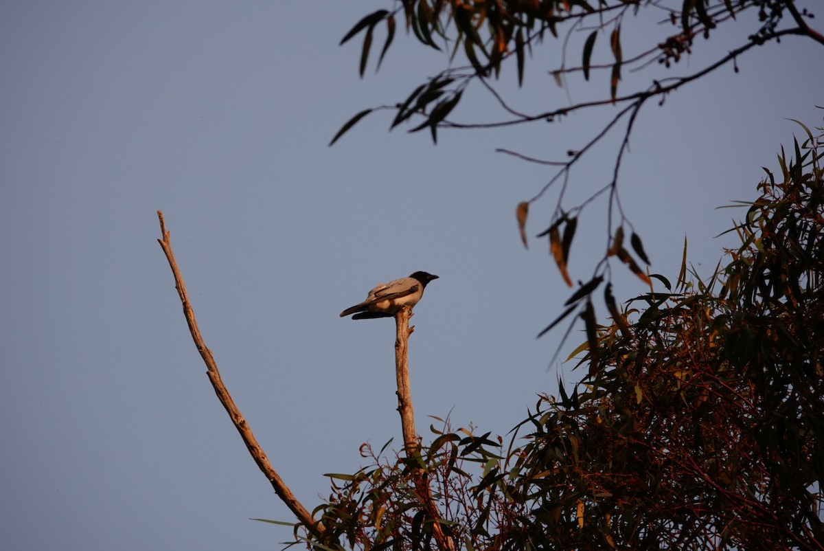 Black-faced Cuckooshrike - ML627760766